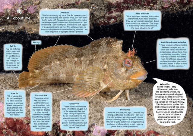 Benny The Blenny's Shallow Sea Adventure By Teresa Naylor