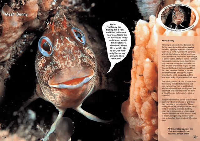 Benny The Blenny's Shallow Sea Adventure By Teresa Naylor