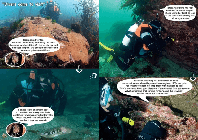 Benny The Blenny's Shallow Sea Adventure By Teresa Naylor