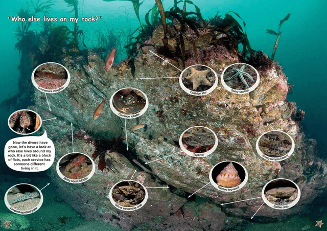 Benny The Blenny's Shallow Sea Adventure By Teresa Naylor