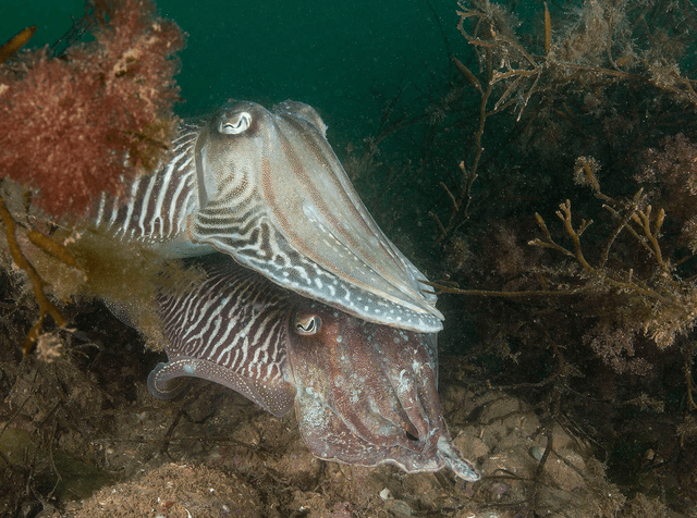 Great British Marine Animals By Dr. Paul Naylor