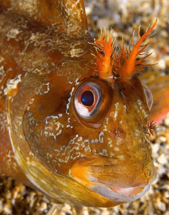 Benny The Blenny's Shallow Sea Adventure By Teresa Naylor