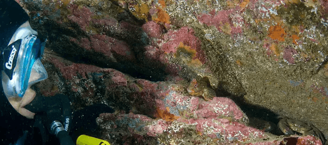 Benny The Blenny's Shallow Sea Adventure By Teresa Naylor