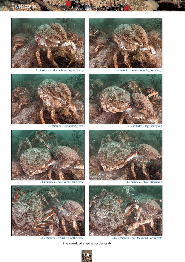 Great British Marine Animals By Dr. Paul Naylor