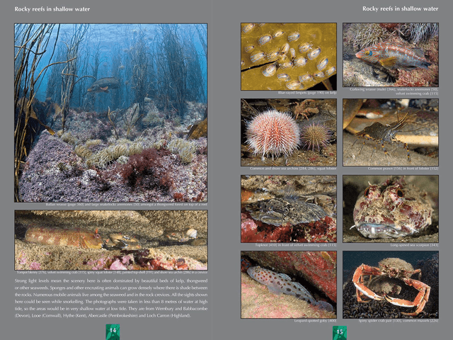 Great British Marine Animals By Dr. Paul Naylor