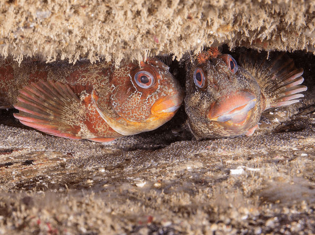 Great British Marine Animals By Dr. Paul Naylor